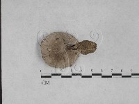 登錄號:F0028447藏品圖，第3張