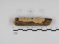 登錄號:F0028449藏品圖，第1張