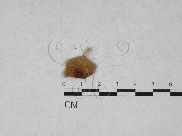 登錄號:F0028453藏品圖，第3張