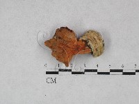 登錄號:F0028455藏品圖，第1張