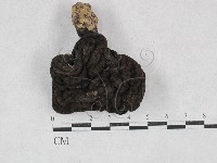 登錄號:F0028456藏品圖，第1張