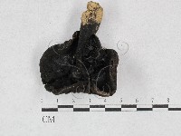 登錄號:F0028456藏品圖，第3張