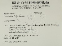 小孔菌屬藏品圖，第2張