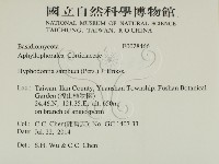 冇骨消絲齒菌藏品圖，第2張