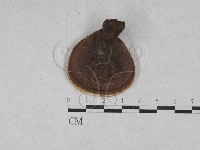 靈芝屬藏品圖，第3張