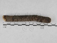 刺革菌屬藏品圖，第1張