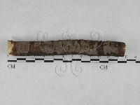 刺革菌屬藏品圖，第3張