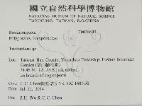 附毛菌屬藏品圖，第2張