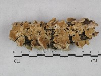 附毛菌屬藏品圖，第1張