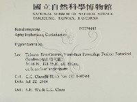 絲齒菌屬藏品圖，第2張
