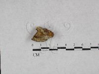 登錄號:F0028486藏品圖，第1張