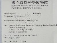 相鄰小孔菌藏品圖，第2張