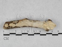 登錄號:F0028494藏品圖，第1張