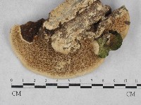 登錄號:F0028500藏品圖，第3張