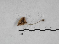 微皮傘屬藏品圖，第3張