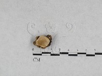 登錄號:F0028502藏品圖，第1張