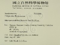 相鄰小孔菌藏品圖，第2張