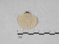 相鄰小孔菌藏品圖，第3張