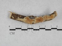 登錄號:F0028504藏品圖，第1張