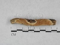登錄號:F0028505藏品圖，第1張