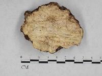 登錄號:F0028507藏品圖，第3張