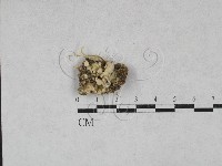 栓菌屬藏品圖，第1張