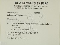 寡孔菌屬藏品圖，第2張