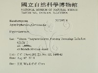 絲齒菌屬藏品圖，第2張