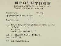 齒耳菌屬藏品圖，第2張