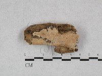 齒耳菌屬藏品圖，第1張