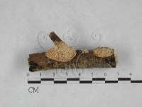 登錄號:F0028517藏品圖，第1張