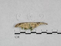 登錄號:F0028519藏品圖，第1張