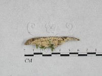 登錄號:F0028519藏品圖，第3張