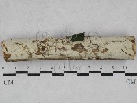 登錄號:F0028520藏品圖，第1張