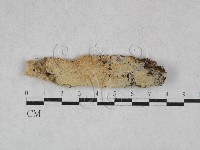 登錄號:F0028521藏品圖，第1張