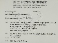 剛毛絲皮菌藏品圖，第2張