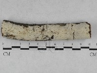 剛毛絲皮菌藏品圖，第1張