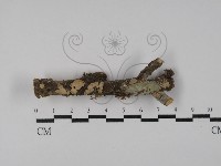 登錄號:F0028524藏品圖，第1張