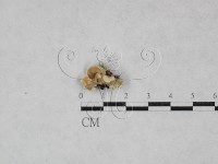 齒耳菌屬藏品圖，第1張