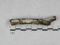 登錄號:F0028534藏品圖，第1張