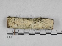 絲齒菌屬藏品圖，第1張