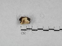 登錄號:F0028540藏品圖，第1張