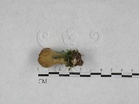 登錄號:F0028541藏品圖，第1張