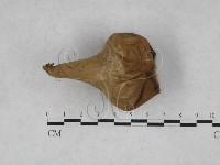 登錄號:F0028542藏品圖，第3張