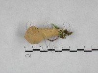 登錄號:F0028543藏品圖，第1張