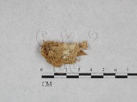 革墊菌屬藏品圖，第1張