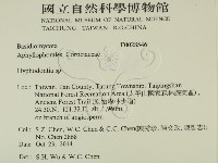 絲齒菌屬藏品圖，第2張