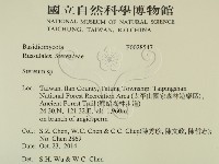 韌革菌屬藏品圖，第2張