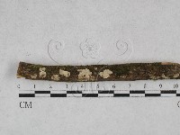 韌革菌屬藏品圖，第1張