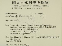 絲齒菌屬藏品圖，第2張